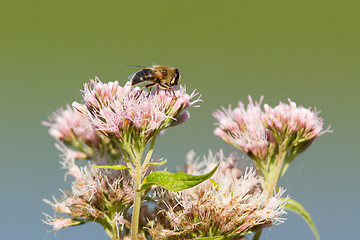 Image showing Single bee isolated on a pink flower