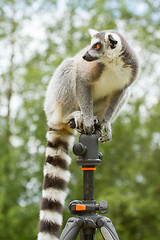 Image showing Ring-tailed lemur sitting on tripod