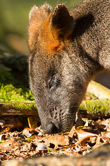 Image showing Close-up of an eating swamp wallaby