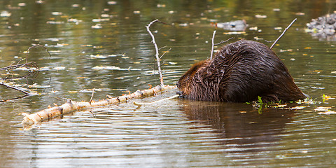 Image showing Canadian beaver in the water, isolated