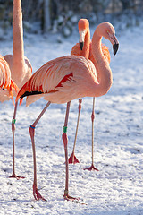 Image showing Flamingo in the snow