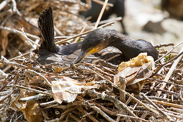 Image showing Cormorant in it's natural habitat