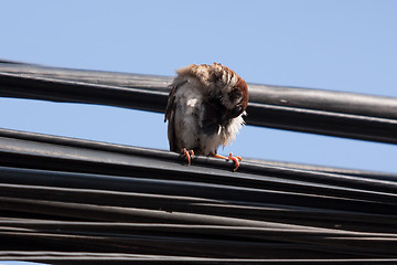 Image showing Eurasian Tree Sparrow sitting on a power cable, cleaning itself