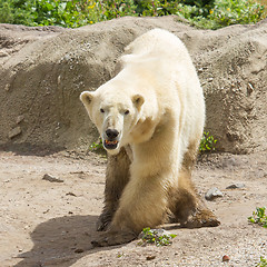 Image showing Close-up of a polarbear in capticity 