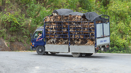Image showing HUÉ, VIETNAM - AUG 4: Trailer filled with live dogs destined fo