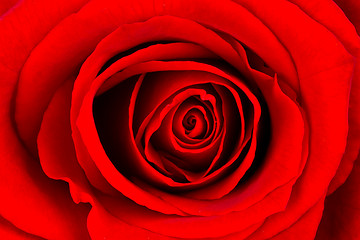 Image showing Close-up of a bright red rose