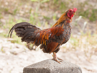 Image showing Rooster standing on a concrete pole