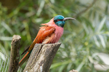 Image showing Northern Carmine Bee-Eater