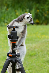 Image showing Ring-tailed lemur sitting on tripod