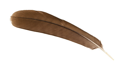 Image showing Large brown female peacock feather closeup