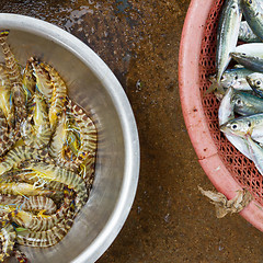 Image showing Live and very fresh tigerprawns and sardines and sardines at a V