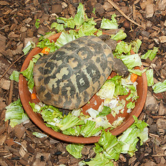 Image showing Hermann's Tortoise, turtle in a salad bowl
