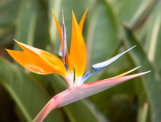 Image showing Bird of paradise flowers (Strelitzia)