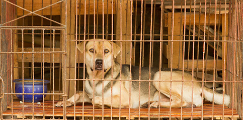 Image showing Dog in a cage in Vietnam