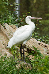 Image showing Spoonbill in it's natural habitat