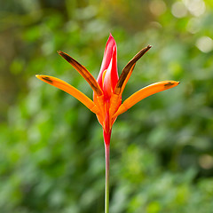 Image showing Bird of paradise flowers (Strelitzia)