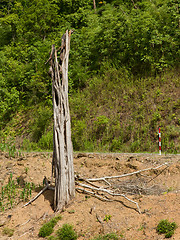 Image showing Dead tree at the side of the road