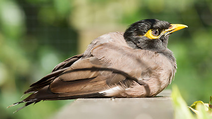 Image showing Common Myna (Acridotheres tristis tristis)