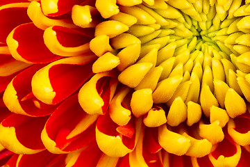 Image showing Yellow Dahlia Flower Isolated