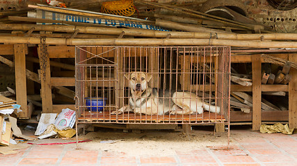 Image showing Dog in a cage in Vietnam