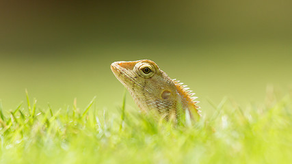 Image showing Close up of a lizard