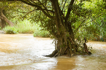 Image showing Solitary tree flooded in a fast flowing stream