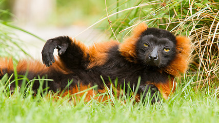 Image showing Red-bellied Lemur (Eulemur rubriventer)