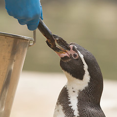 Image showing Penguin is eating a large fish