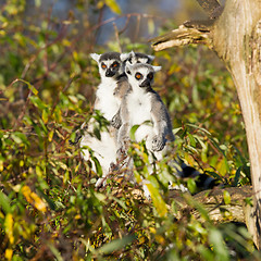 Image showing Ring-tailed lemur (Lemur catta) 