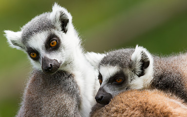 Image showing Two ring-tailed lemurs (Lemur catta)