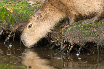 Image showing Capybara (Hydrochoerus hydrochaeris) drinking