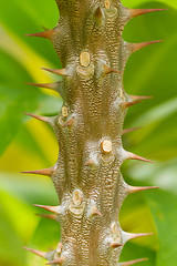 Image showing Thorns on a tree