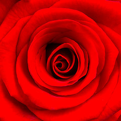 Image showing Close-up of a bright red rose