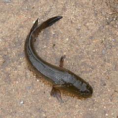 Image showing Snake fish is trying to escape on a Vietnamese market