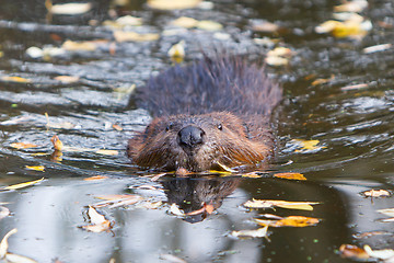 Image showing Canadian beaver in the water, isolated