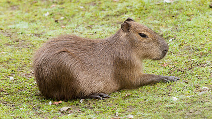 Image showing Capybara resting on a green lawn 