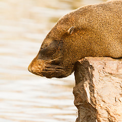 Image showing The close up of South American sea lion
