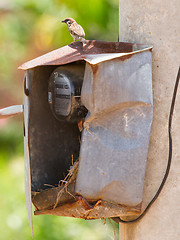 Image showing Sparrow and nest in a cabinet with electrical meter 