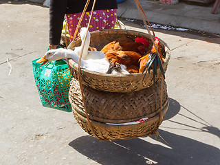 Image showing Duck bought for consumption on a Vietnamese market