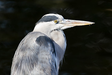 Image showing Great blue heron isolated