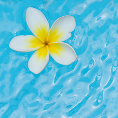 Image showing White flower on water