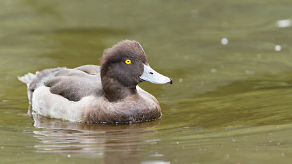 Image showing Female Tufted duck swimming on a lake