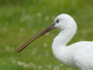 Image showing Spoonbill in it's natural habitat