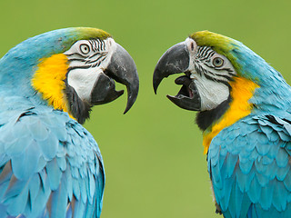 Image showing Close-up of two macaw parrots