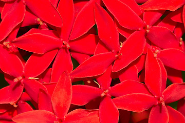 Image showing Big bunch of bright red flowers