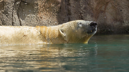 Image showing Close-up of a polarbear (icebear) 