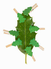 Image showing Small clothes pin with a christmas tree on a leaf (butchers broo