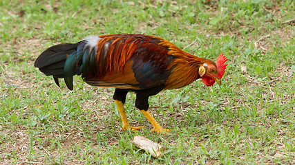 Image showing Colorful rooster standing