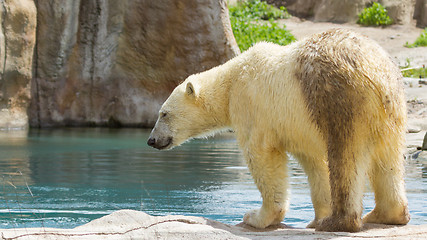 Image showing Close-up of a polarbear in capticity 