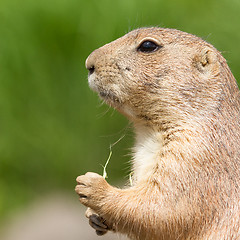 Image showing Cute prairie dog eating